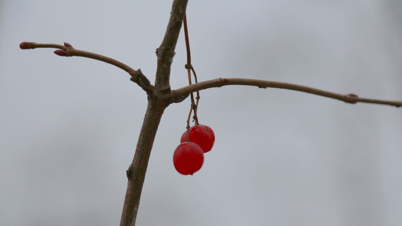 «Они любили друг друга так долго и нежно!» - лермонтовская тема в клипе моей песни «ПАСТОРАЛЬ»