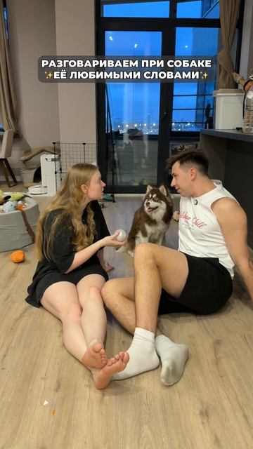 Угадай её любимую команду😂 #морозовы #юмор #dog #memes