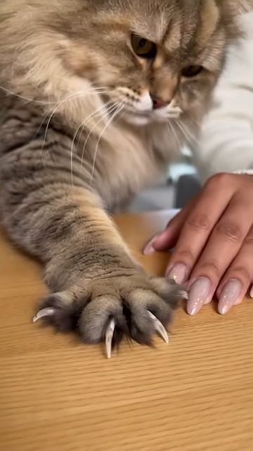 VID_20260420_203400_249.mp4