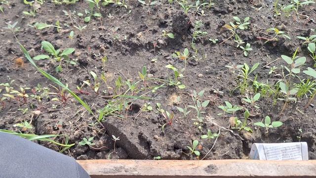 обзор огорода и стройки бани