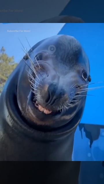 Видео от Департамент Кринжовых Видосов | ДКВ