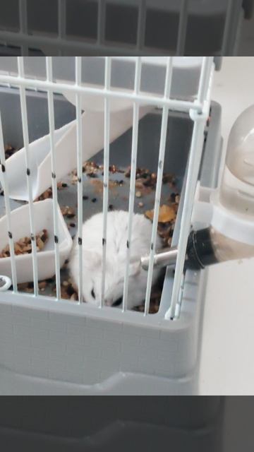 Мой хомячок 🐹