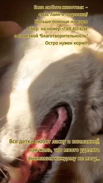 НАС107=106хвостиков  +1человек!