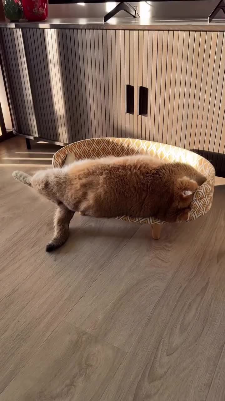 #животные #видео #Милые