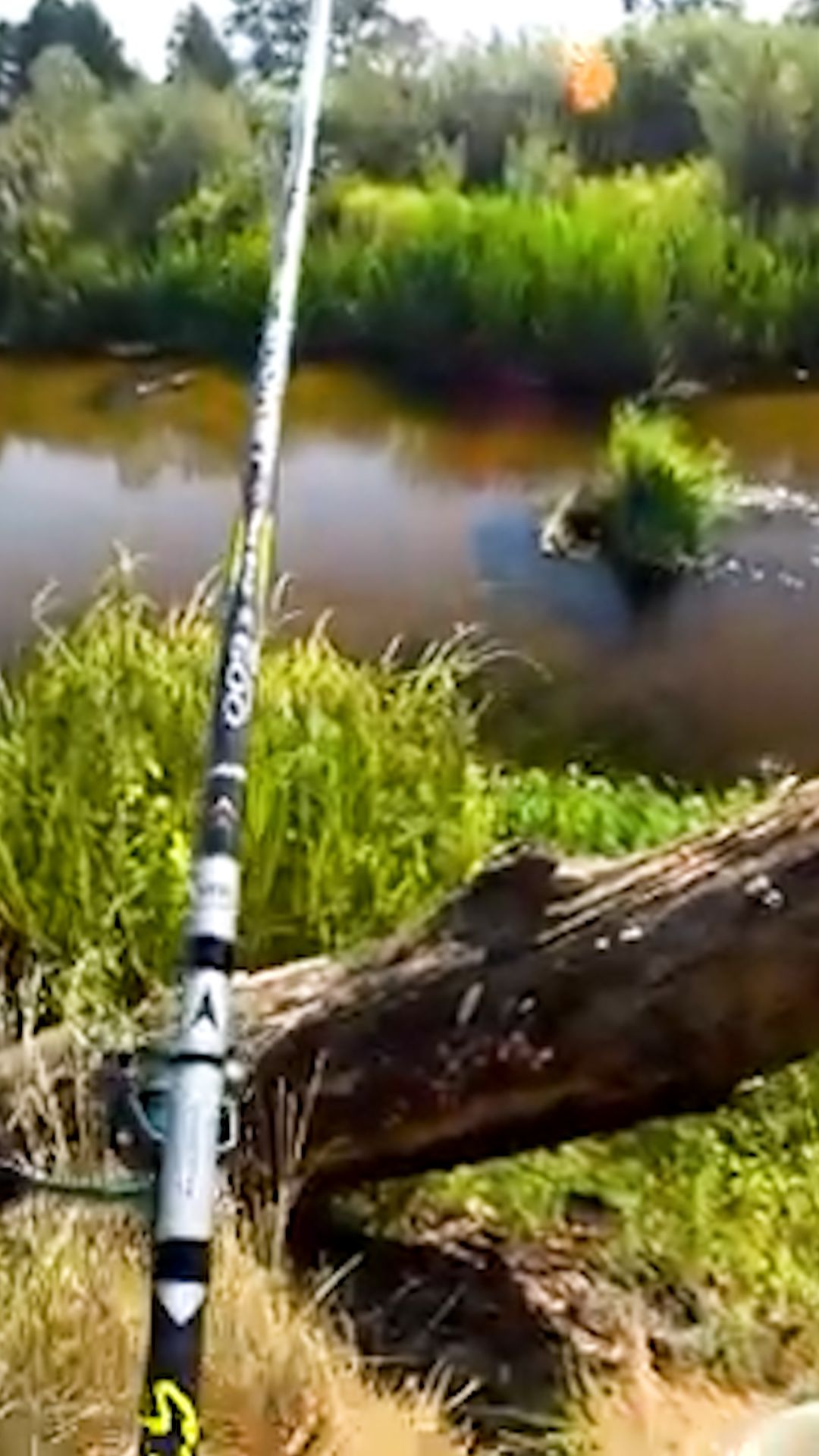 Ловлю рыбу на хлебный мякиш