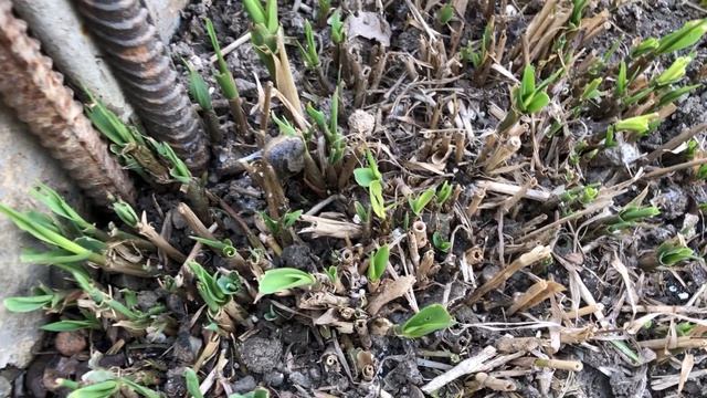 Доверяй но проверяй (26.03.26) 89