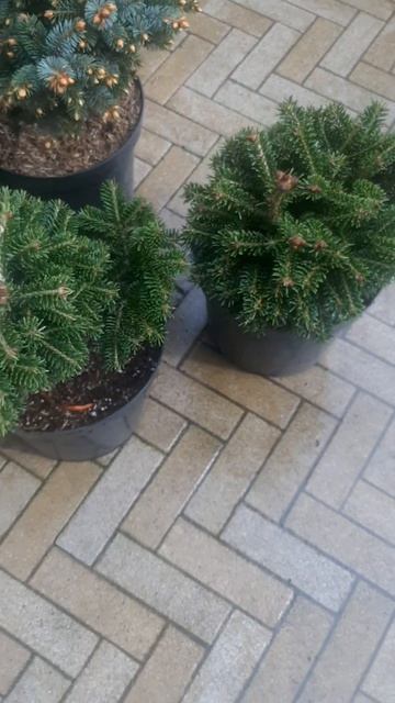 ❤🌲Пихта нордмана Саерлинг
✔Продажа растений в макс и телеграм канале: Https://t.me/love_is_hvoiny_dv