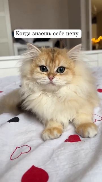 Клип @meowtaverse