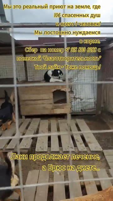 НАС107=106хвостиков  +1человек!