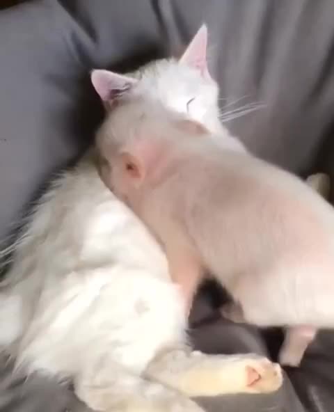 #животные #Милые #видео