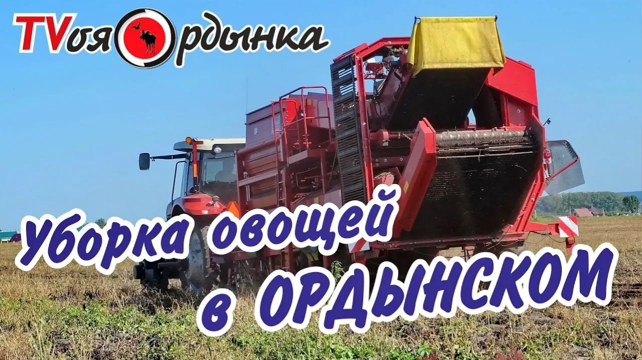 Уборка овощей в Ордынском