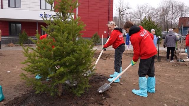 Хвойные деревья высадили возле поликлиники в поселке Трудовое.