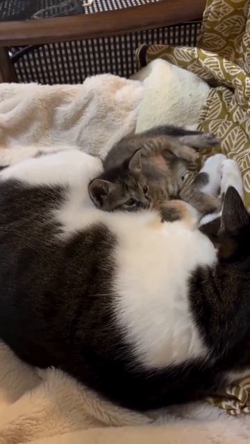 Клип @meowtaverse