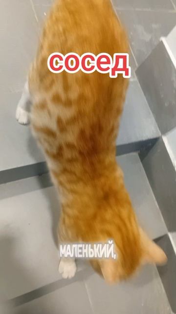 Соседский кот