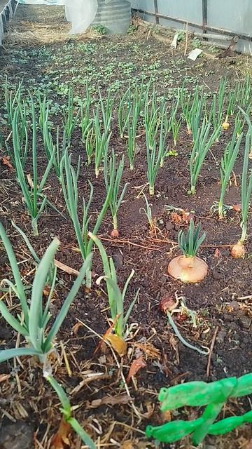 Луковая полянка 19.04.2026г