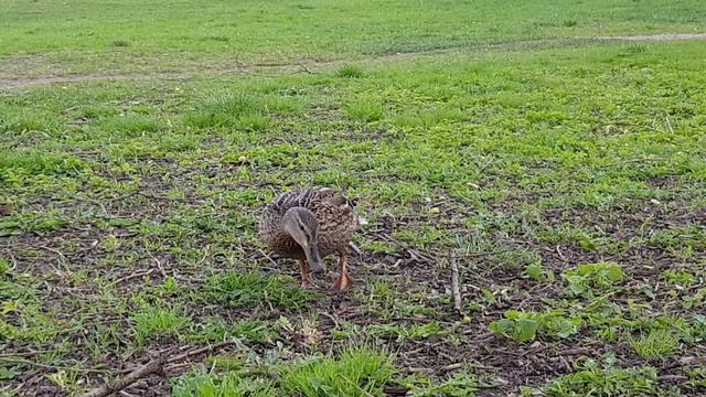 019▪️Пришла весна▪️Утки на водоеме▪️Футажи ▪️Красивая природа