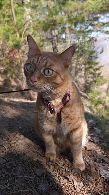 Клип @meowtaverse