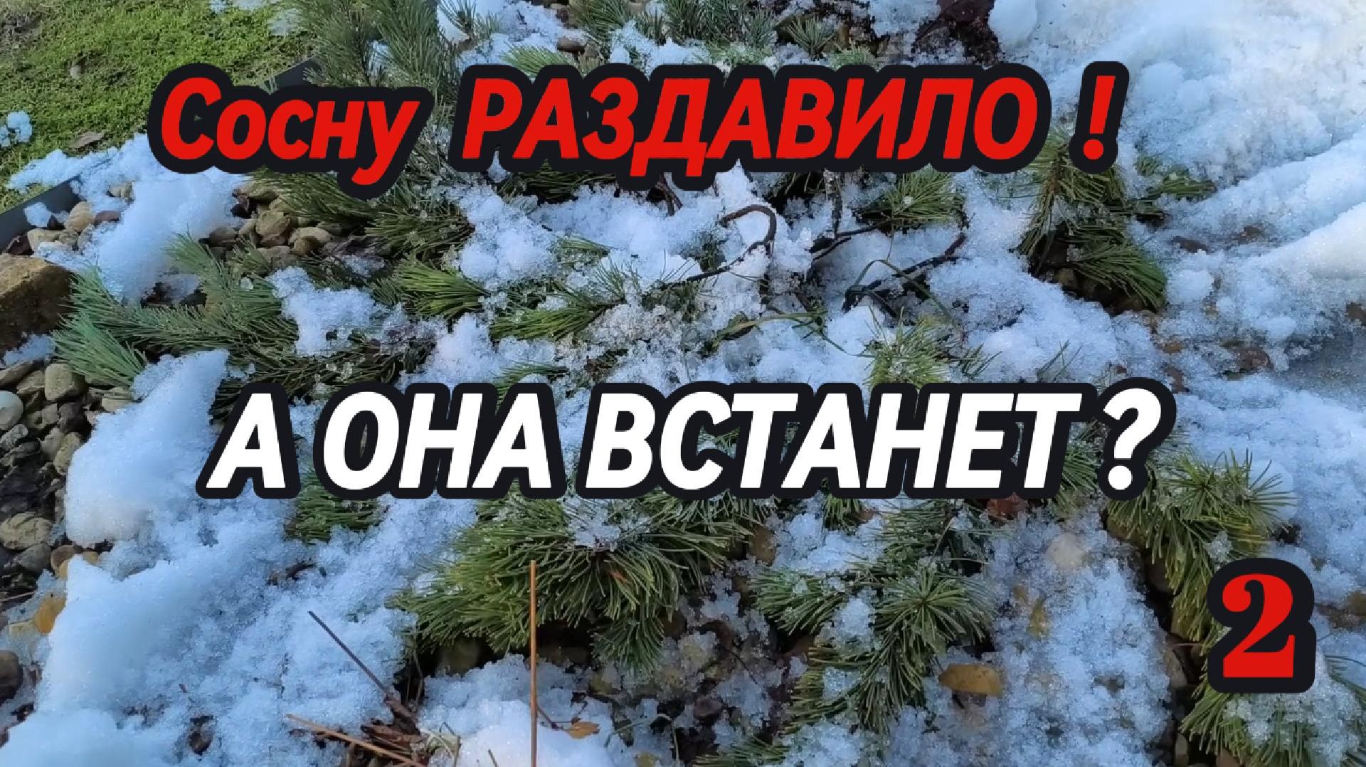 Сосну раздавило снегом: встанет сама или нет? Часть 2