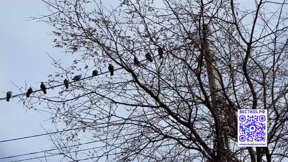 Прохладная и ветреная погода сохранится на территории Вологодской области