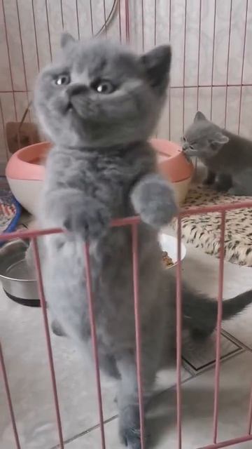 Клип @meowtaverse