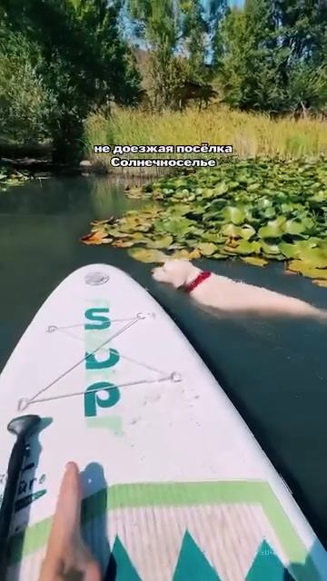 👀Лесное озеро в Солнечноселье