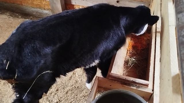 4ДЕНЬ ПОДРАЩИВАНИЯ БЫЧКА