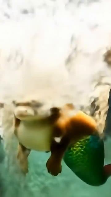 35c0695ffa11142754c6b7234a3c5916