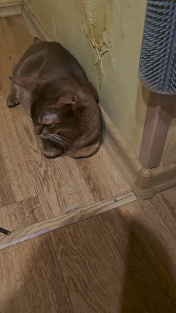 Абиссинец Бакс - Почистил последний клык