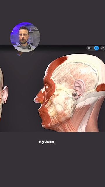 Анатомия головы