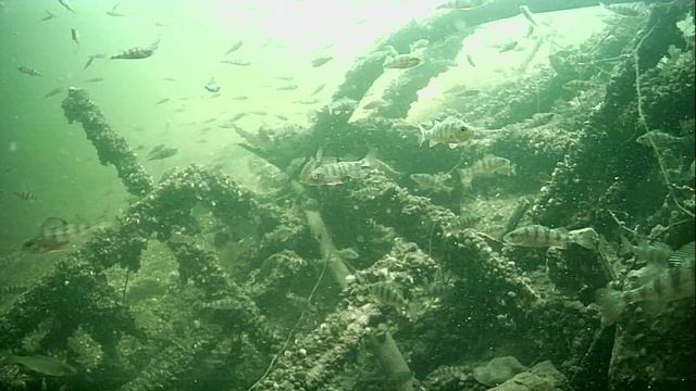 1000015719.mp4Волга гл.2м.20.04.2026г.