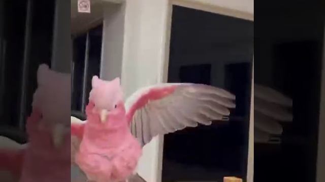 VID_20260420_130357_310.mp4