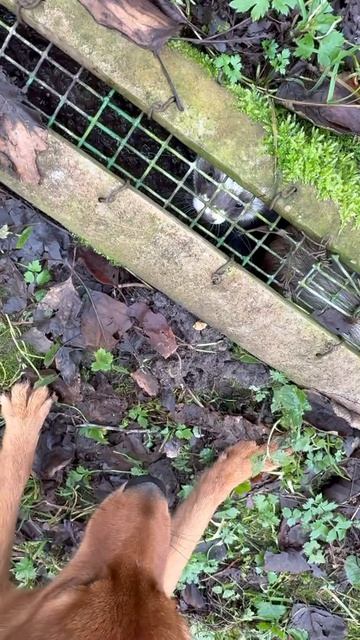 Тоня смотрит в глаза ХОРЬКУ! Tonya locks eyes with the POLECAT!