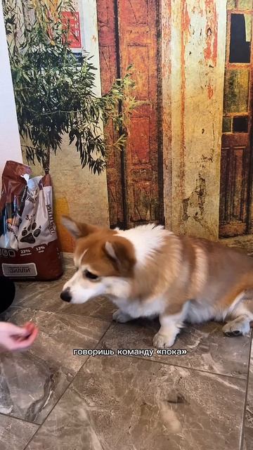 Учили с помощью корма Дилли: #1603279833 #питаниепитомца #собака_улыбака #игрыспитомцем #милый_песик