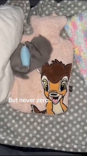 Клип @meowtaverse