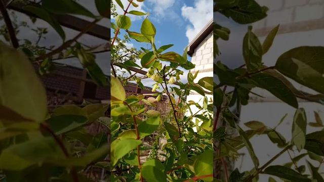 20.04.26 Жимолость обзор сортов.mp4