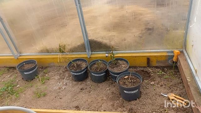 20 апреля 2026 года. Обзор рассады в теплицах!