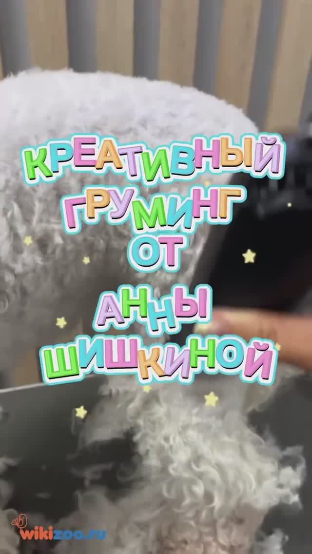 Креативный груминг от Анны Шишкиной