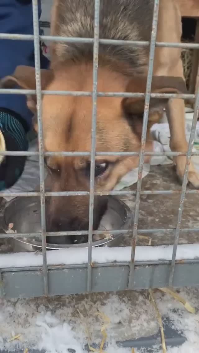 Для собаки нет ничего страшнее, чем охранять опустевший дом