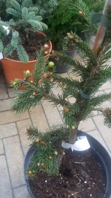 ❤🌲Ель Фробург пендула 
✔Продажа растений в макс и теленрам канале: Https://t.me/love_is_hvoiny_dvori