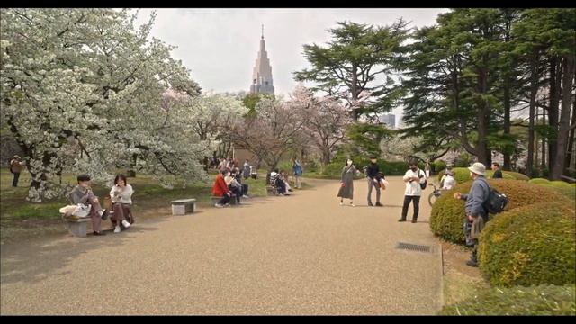 ЯПОНИЯ.   .ПРАЗДНИК ЦВЕТЕНИЯ САКУРЫ.КРАСОТА.