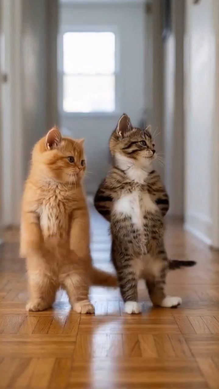 «Котята лихо танцуют в паре под зажигательную музыку» 🐱🔥