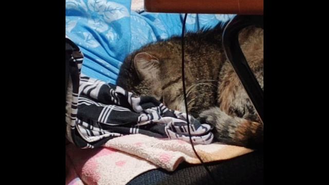 и опять моя булочка