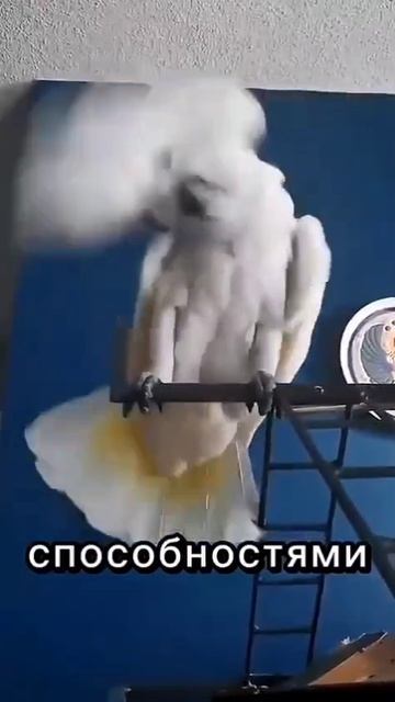 VID_20260420_130043_321.mp4