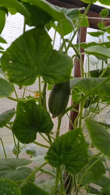 Огурчики Осень 2025