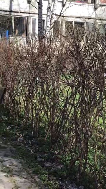 Санкт-Петербург Весенний.  20.04.2026. Проспект Энгельса. Воробьи. Эпизод 7