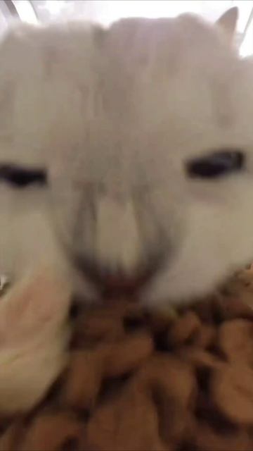 Смешные коты #118-9