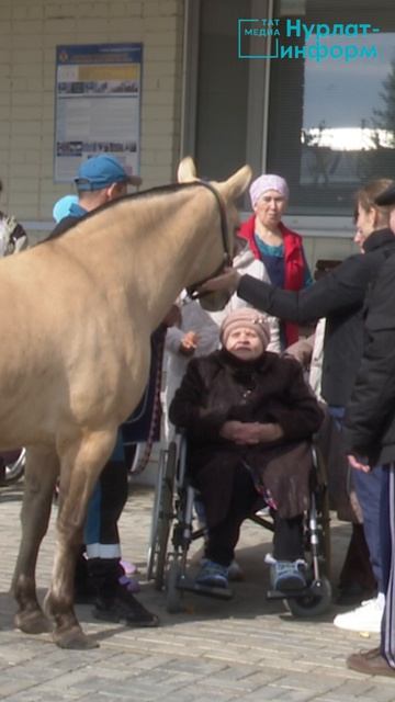Иппотерапия души: пожилые находят силу рядом с конями