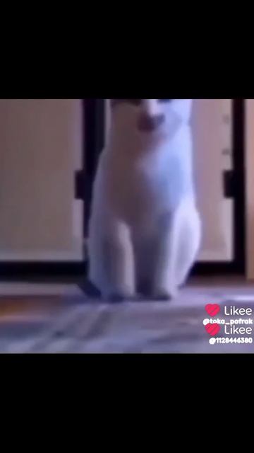 #засмеялся подписался