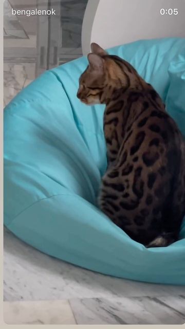#бенгал #бенгальскийкот #кот