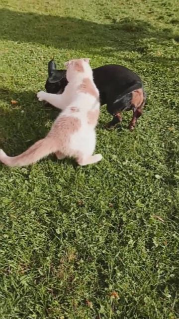 Пушистые друзья на зеленной траве